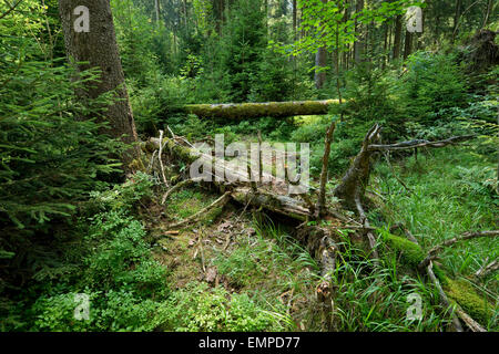 Legno morto in primordiale della foresta di abete rosso, Abete rosso (Picea abies), il Parco Nazionale di Harz, Bassa Sassonia, Germania Foto Stock