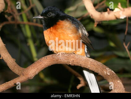 Maschio del Sud Est Asiatico bianco-rumped Shama bird (Copsychus malabaricus) Foto Stock