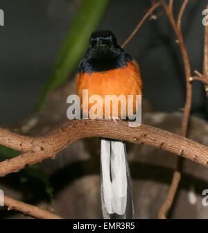 Maschio del Sud Est Asiatico bianco-rumped Shama bird (Copsychus malabaricus) Foto Stock