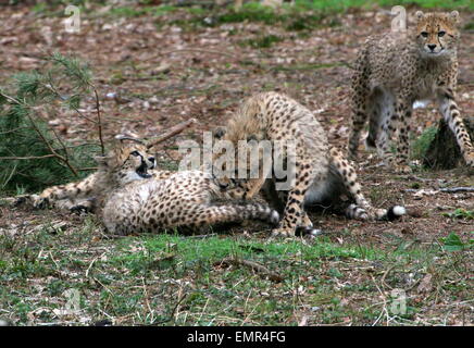 Cuccioli di ghepardo (Acinonyx jubatus) giocando e cavorting Foto Stock