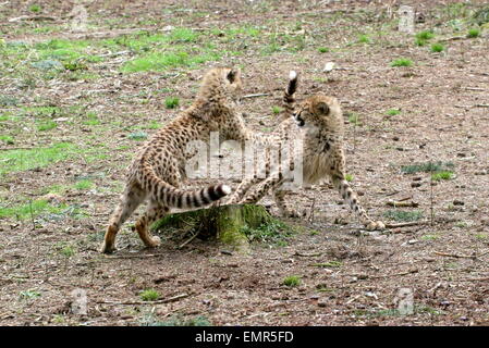 Feisty cuccioli di ghepardo (Acinonyx jubatus) giocando e cavorting Foto Stock