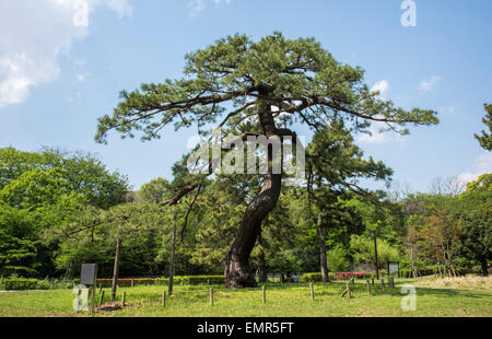 Pino di truppe imperiali Riesame,Yoyogi Park,Shibuya, Tokyo, Giappone Foto Stock