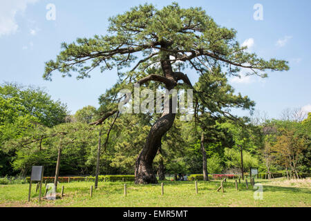 Pino di truppe imperiali Riesame,Yoyogi Park,Shibuya, Tokyo, Giappone Foto Stock