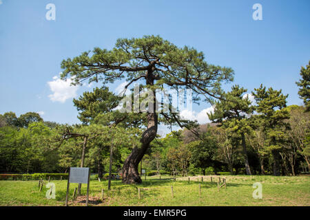 Pino di truppe imperiali Riesame,Yoyogi Park,Shibuya, Tokyo, Giappone Foto Stock