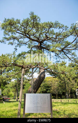 Pino di truppe imperiali Riesame,Yoyogi Park,Shibuya, Tokyo, Giappone Foto Stock