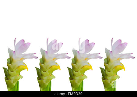 Rosso siam tulip su sfondo bianco Foto Stock