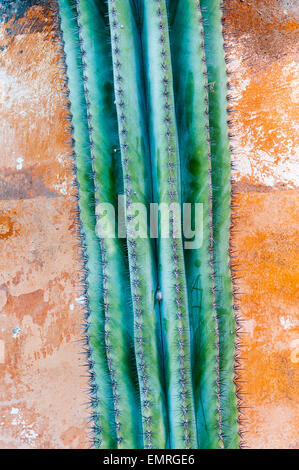 I giardini di Il Biviere, Catania, Sicilia, Italia. Un cactus crescente contro un vecchio sbriciolamento ocra parete colorata Foto Stock