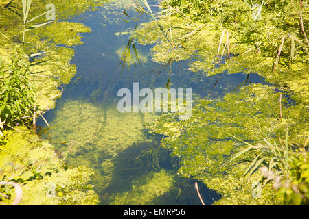 Il fosso di drenaggio con stagno verde alghe infestanti provocati dall'eutrofizzazione, Hollesley paludi, Suffolk, Inghilterra, Regno Unito Foto Stock