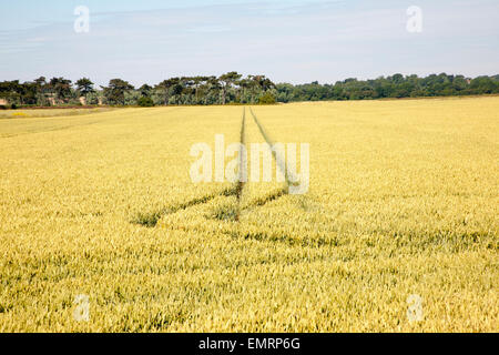 Due linee rette creato da veicoli che attraversano il campo dei seminativi con cereali, Hollesley, Suffolk, Inghilterra, Regno Unito Foto Stock