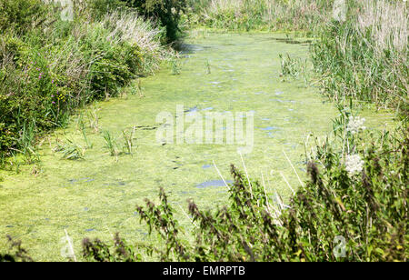 Il fosso di drenaggio con stagno verde alghe infestanti provocati dall'eutrofizzazione, Hollesley paludi, Suffolk, Inghilterra, Regno Unito Foto Stock