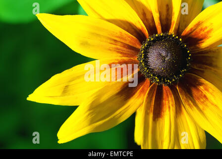 Bellissimo fiore giallo Foto Stock