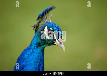 Londra, Regno Unito. Il 22 aprile, 2015. Holland Park pieno di vita e colori rispondendo a insolitamente caldo aprile meteo. Credito: JOHNNY ARMSTEAD/Alamy Live News Foto Stock