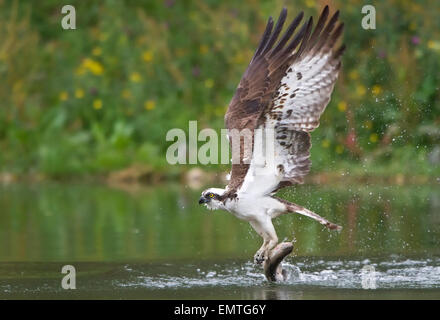 Un Osprey tenendo fuori dall'acqua che impugnano un salmone nella sua talons " Foto Stock