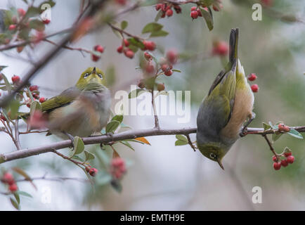 Alimentazione Silvereye su bacche rosse Foto Stock