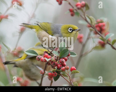 Alimentazione Silvereye su bacche rosse Foto Stock