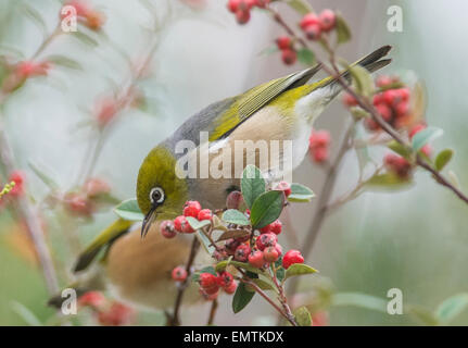 Alimentazione Silvereye su bacche rosse Foto Stock