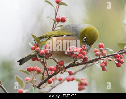 Alimentazione Silvereye su bacche rosse Foto Stock