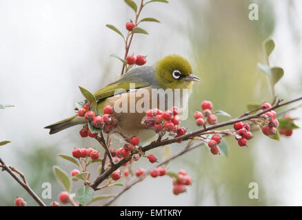 Alimentazione Silvereye su bacche rosse Foto Stock