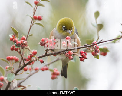 Alimentazione Silvereye su bacche rosse Foto Stock