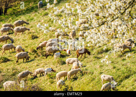 Agnelli Ovini e caprini nella primavera lambiscano sulla collina, agnello juradistl Baviera Germania Europa natura naturale sano migliori m Foto Stock