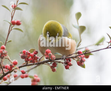 Alimentazione Silvereye su bacche rosse Foto Stock