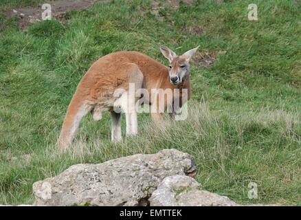 Marrone animali canguro stock photo, stock, fotografia, immagine, foto Foto Stock