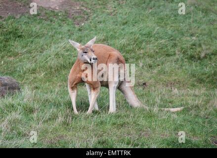 Marrone animali canguro stock photo, stock, fotografia, immagine, foto Foto Stock