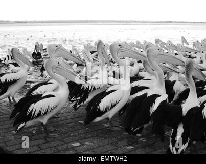 Gregge di affamati pellicani a toukley australia Foto Stock