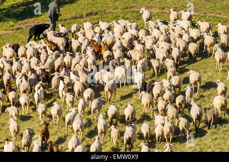 Agnelli Ovini e caprini nella primavera lambiscano sulla collina, agnello juradistl Baviera Germania Europa natura naturale sano migliori m Foto Stock
