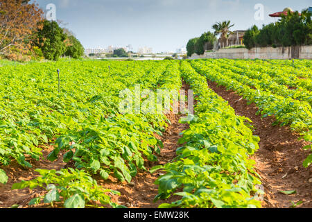 Campo di patate con cespugli verdi Foto Stock