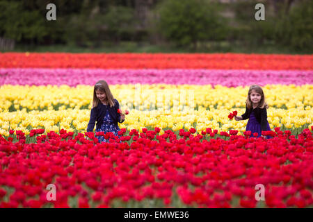 Due ragazze picking tulipani in un campo vicino a King's Lynn,Norfolk . Foto Stock