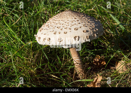 Un ombrellone fungo Macrolepiota Procera NEL REGNO UNITO Foto Stock