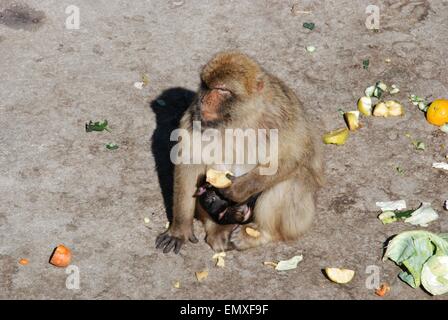 Barberia Ape (Macaca Sylvanus) con il suo bambino mangiare un apple, Gibilterra, Regno Unito, Europa occidentale. Foto Stock