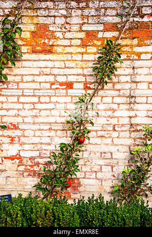 Frutta a spalliera su un vecchio muro di mattoni; Spalierobst un einer alten Mauer Foto Stock