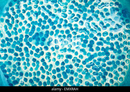 Closeup colpo di smaltati in blu in ceramica di argilla Foto Stock