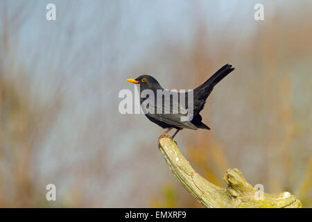 Merlo Turdus merula maschio arroccato nella siepe Foto Stock