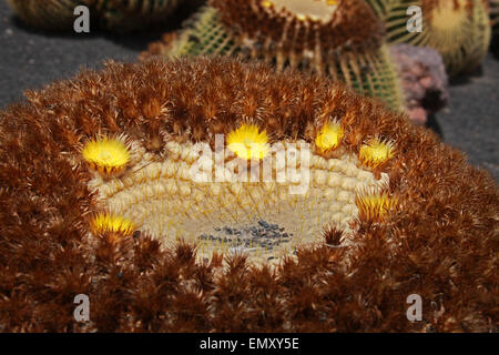 Golden Barrel cactus, Echinocactus Grusonii, Cactaceae. Oasis Park, La Lajita, Fuerteventura, Isole Canarie, Spagna. Foto Stock