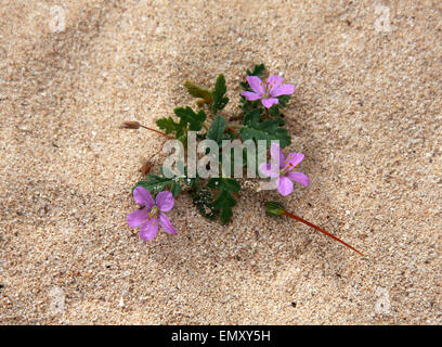 Erodium neuradifolium, Geraniaceae. Un diminutivo geranio crescente nelle dune di sabbia, Corralejo Parco Nazionale, Fuerteventura. Foto Stock