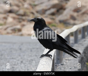 Isole Canarie Raven, Corvus corax jordansi (syn. C. c. tingitanus), Corvidae. Foto Stock