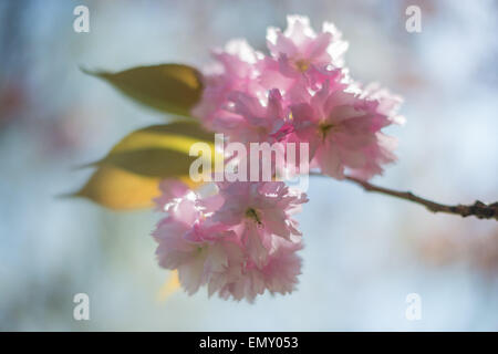 Londra, Regno Unito. Aprile 23, 2015 - bellissimi alberi di ciliegio in piena fioritura in Hyde Park Credit: Velar concedere/ZUMA filo/ZUMAPRESS.com/Alamy Live News Foto Stock