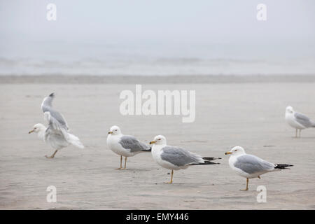 Molti gabbiani permanente sulla sabbiosa spiaggia di nebbia Foto Stock