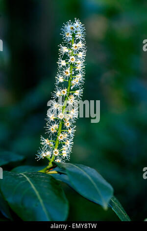 Cherry Laurel, Prunus laurocerasus Foto Stock