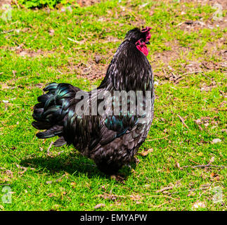 Galletto - silkie e pekin cross Foto Stock