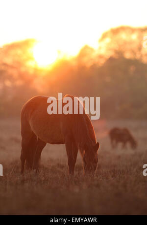 New Forest pony pascolo al tramonto nella nuova foresta REGNO UNITO vicino a Beaulieu Foto Stock