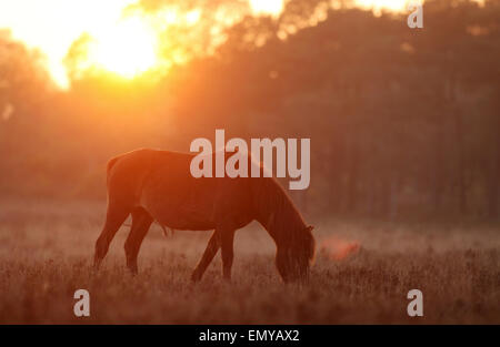 New Forest pony pascolo al tramonto nella nuova foresta REGNO UNITO vicino a Beaulieu Foto Stock