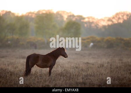 New Forest pony pascolo al tramonto nella nuova foresta REGNO UNITO vicino a Beaulieu Foto Stock