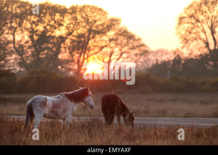 New Forest pony pascolo al tramonto nella nuova foresta REGNO UNITO vicino a Beaulieu Foto Stock