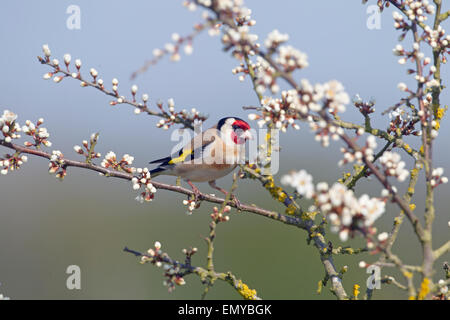 Goldfinch Carduelis carduelis su Spring Blackthorn Prunus spinosa, Blossom Foto Stock