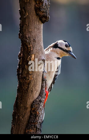 Picchio rosso maggiore di close-up verticale nella primavera del bosco Foto Stock