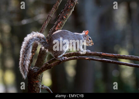 Scoiattolo grigio scalata di un ramo di albero in inizio di mattina di Northumberland woodland Foto Stock